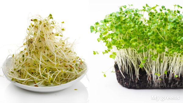 Mikrobylinky / Microgreens vs. Klíčky